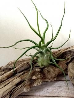 チランジア　Imbrogilo マザー株　ラスト苗 チランジア Imbrogilo マザー株 ラスト苗 観葉植物