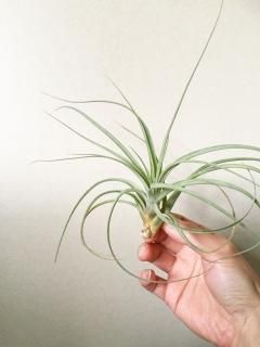 チランジア　Imbrogilo マザー株　ラスト苗 チランジア Imbrogilo マザー株 ラスト苗