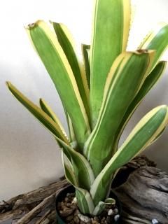 Aechmea エクメア - Frontier Plants ONLINE STORE フロンティア