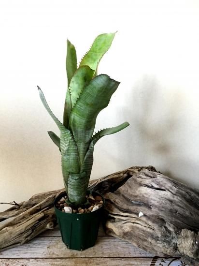 現品】エクメア・ヌディカウリス・カスピダータ Aechmea