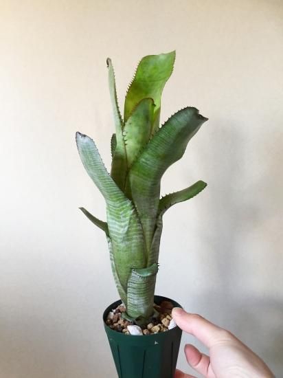 エクメア ヌディカウリス 子株付き エクメア ヌディカウリス 子株付き