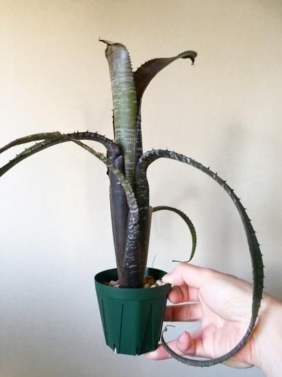 現品】エクメア・ヌディカウリス・ラファ Aechmea nudicaulis `Rafa