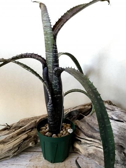 現品】エクメア・ヌディカウリス・ラファ Aechmea nudicaulis