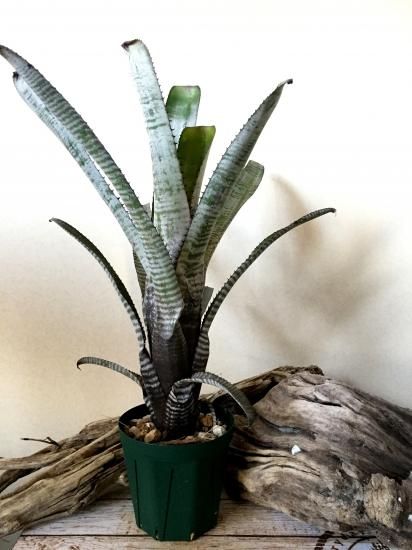 現品】エクメア・ヌディカウリス・フロスティーザスノーマン