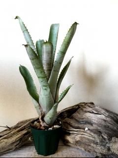 Aechmea エクメア - Frontier Plants ONLINE STORE フロンティア