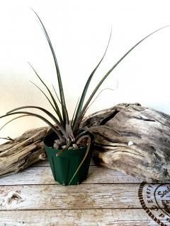 エクメア　ヌディカウリス　ダーククローン エクメア ヌディカウリス ダーククローン - メルカリ