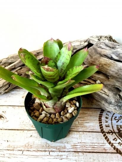 送料無料】Neoregelia 'Brushing Zebra' (子株付き