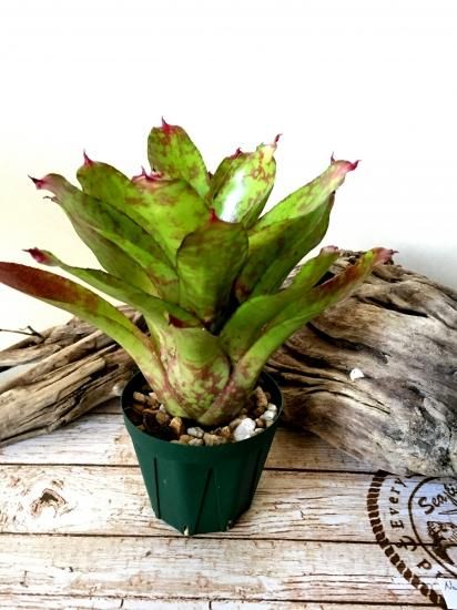 ネオレゲリア・ウィニーザプー Neoregelia `Winnie The Pooh