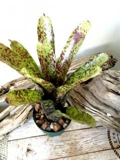 Neoregelia ネオレゲリア - Frontier Plants ONLINE STORE