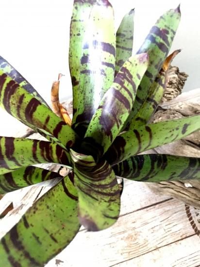 ネオレゲリア・ブルーベリータイガー Neoregelia Blueberry
