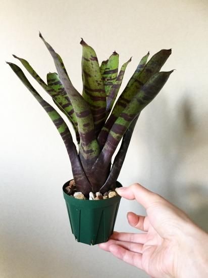 ネオレゲリア・ブルーベリータイガー Neoregelia Blueberry Tiger