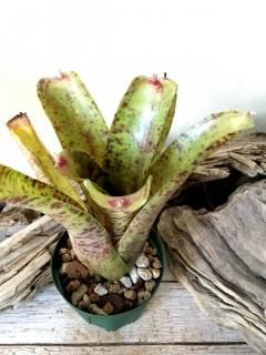 Neoregelia ネオレゲリア - Frontier Plants ONLINE STORE Neoregelia ネオレゲリア - Frontier Plants ONLINE STORE