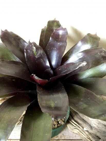 現品】ネオレゲリア・ウルトマンズミッドナイト Neoregelia 現品】ネオレゲリア・ウルトマンズミッドナイト Neoregelia