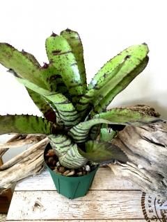 Neoregelia ネオレゲリア - Frontier Plants ONLINE STORE Neoregelia ネオレゲリア - Frontier Plants ONLINE STORE