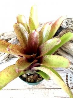 Neoregelia ネオレゲリア - Frontier Plants ONLINE STORE Neoregelia ネオレゲリア - Frontier Plants ONLINE STORE