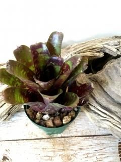 送料無料】Neoregelia 'Dartanion' (親株開花済)〔ネオレゲリア