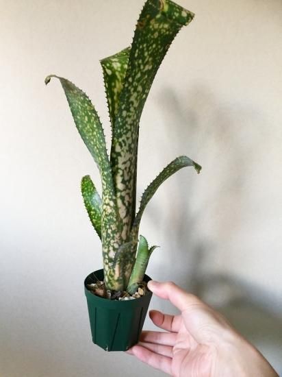 Billbergia vittata Mango Martine ビルベルギア 現品】ビルベルギア・コールドフュージョン Billbergia `Cold
