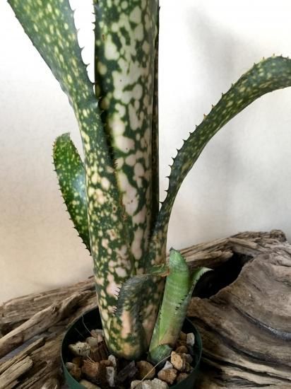 Billbergia 'Cold Fusion'〔ビルベルギア〕B0254 Billbergia 'Cold Fusion'〔ビルベルギア〕B0254 - メルカリ