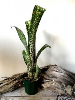 Billbergia ビルベルギア - Frontier Plants ONLINE STORE