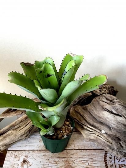 激安通販 sp 現品】ビルベルギア・サンデリアナ Billbergia sp sanderiana ブロメリア・エアープランツ
