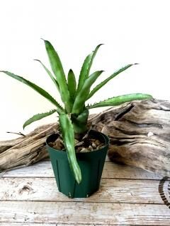 ブロメリア・エアープランツ Canistrum Seidelianum Dark form ブロメリア・エアープランツ Canistrum Seidelianum Dark form