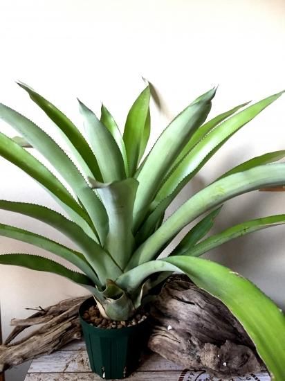 現品】ホヘンベルギア・アンディナ Hohenbergia andina