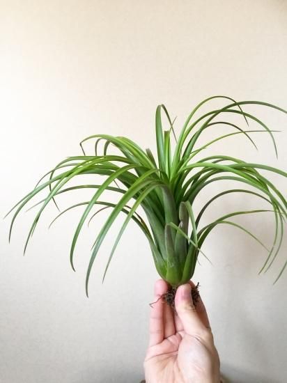 チランジア パチャラトロピカーナ 【公式通販】