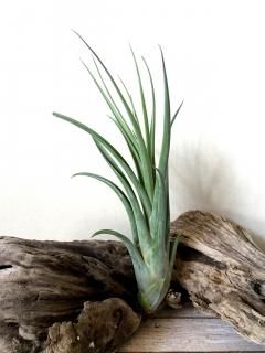 大型種 - Frontier Plants ONLINE STORE フロンティアプランツ