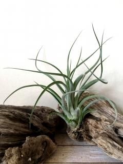 大型種 - Frontier Plants ONLINE STORE フロンティアプランツ