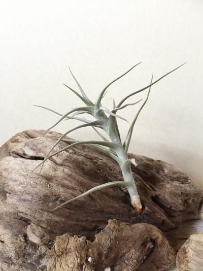 Tillandsia fragrans チランジア フラグランス 1（チランジア