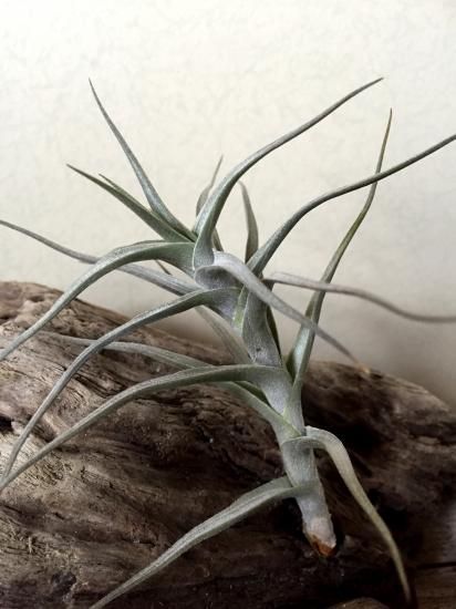 チランジア・ディアグイテンシス・ラージフォーム Tillandsia