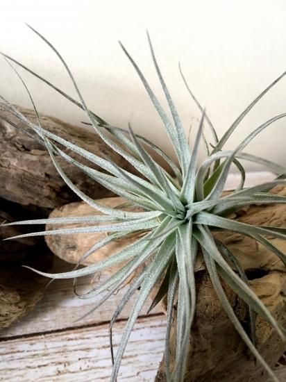 チランジア ヒューストン コットンキャンディー Tillandsia Houston Cotton Candy Frontier Plants Online Store フロンティアプランツ オンラインストア チランジア ヒューストン コットンキャンディー Tillandsia Houston Cotton Candy Frontier Plants Online Store フロンティアプランツ オンラインストア