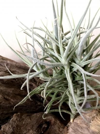 チランジア・パレアセア・ジャイアント Tillandsia paleacea チランジア・パレアセア・ジャイアント Tillandsia paleacea