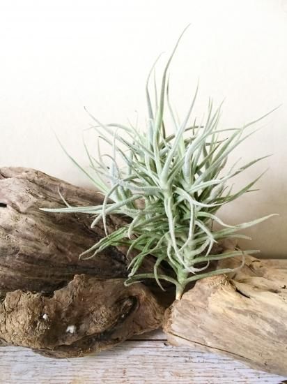 チランジア・パレアセア・ジャイアント Tillandsia paleacea チランジア・パレアセア・ジャイアント Tillandsia paleacea