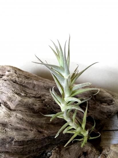 Tillandsia Hedgehog 速達発送 Bibian 比比昂- Tillandsia ionantha Hedgehog T.I ティランジア