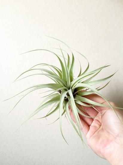 チランジア・キセログラフィカ×カピタータピーチ Tillandsia チランジア・キセログラフィカ×カピタータピーチ Tillandsia