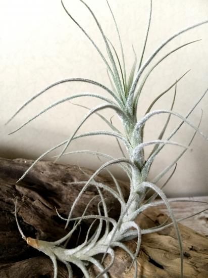 チランジア・テクトラムカウレッセントフォーム Tillandsia