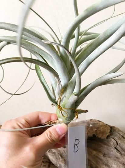 ☆夏前最終出品SALE☆ Tillandsia 'Crowning Glory' (T.xerographica x ...