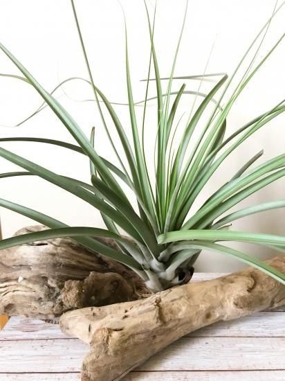 チランジア・フラボブラクテアタ T. flavobracteata - Frontier Plants