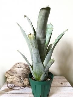 Hohenbergia ホヘンベルギア - Frontier Plants ONLINE STORE Hohenbergia ホヘンベルギア - Frontier Plants ONLINE STORE