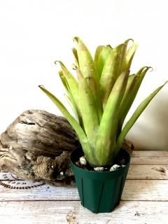 Aechmea Little Have Albo 超超特大 Aechmea エクメア - Frontier Plants ONLINE STORE フロンティア