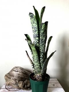 ブロメリア・エアープランツ Canistrum Seidelianum Dark form カニストラム・トリアングラレ（Canistrum triangulare 'Dark