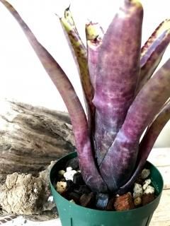 Neoregelia ネオレゲリア - Frontier Plants ONLINE STORE Neoregelia ネオレゲリア - Frontier Plants ONLINE STORE