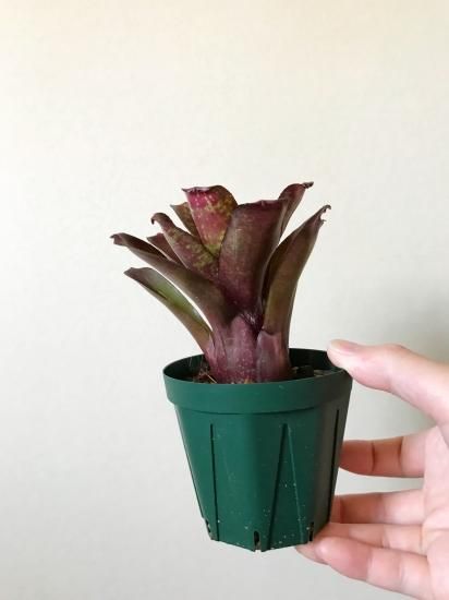 ネオレゲリア・ダータニオン（ダルタニオン） Neoregelia