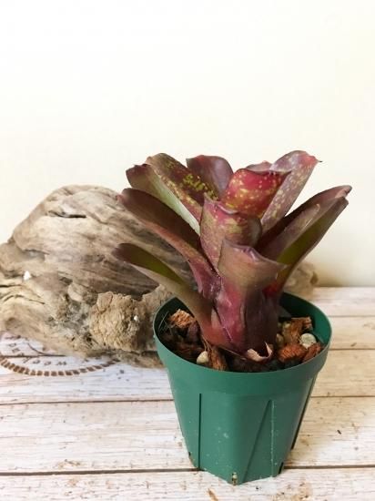 ネオレゲリア・ダータニオン（ダルタニオン） Neoregelia