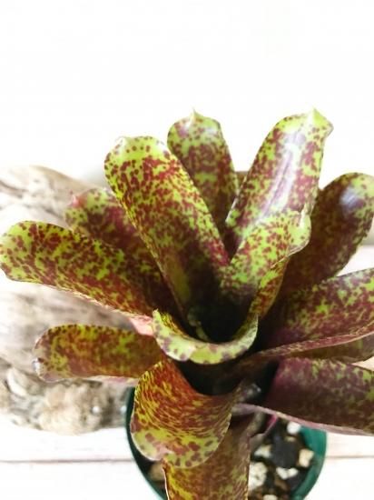 ネオレゲリア・Moペッパープリーズ Neoregelia Mo Pepper Please