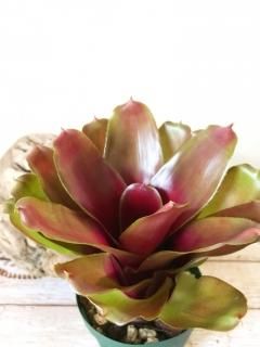 送料タイプB】 Neoregelia 'Red Cheese' ネオレゲリア レッド