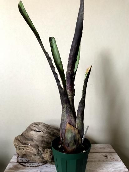 Hohenbergia EB #2023〔ホヘンベルギア〕現品発送H205 928a5b2f8877d3f51128d4ada8d7d7