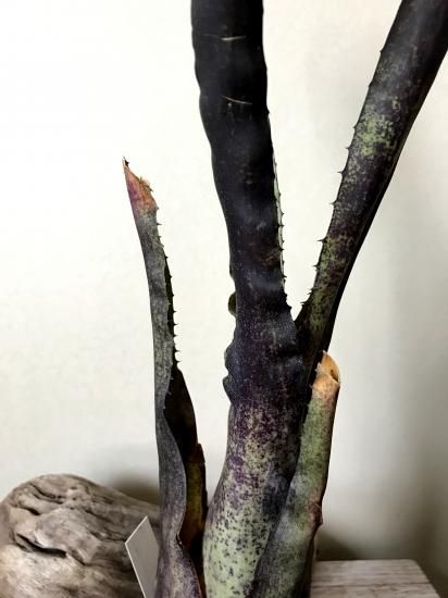 現品】ホヘンベルギア・ペンナエ Hohenbergia pennae - Frontier