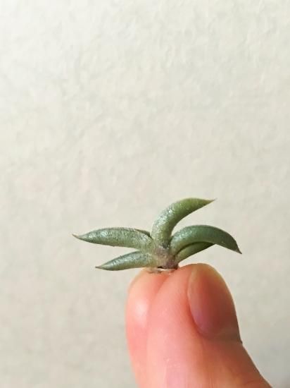 チランジア・テネブラ T. tenebra - Frontier Plants ONLINE STORE